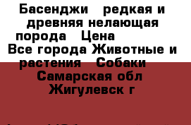 Басенджи - редкая и древняя нелающая порода › Цена ­ 50 000 - Все города Животные и растения » Собаки   . Самарская обл.,Жигулевск г.